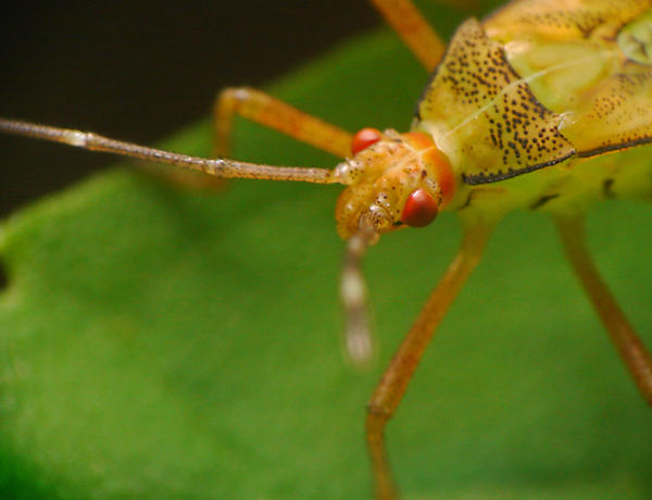 Demu Insect Insect by edukdu on DeviantArt