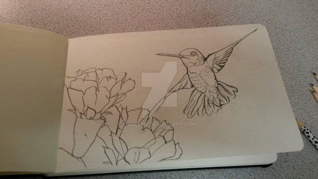 Hummingbird