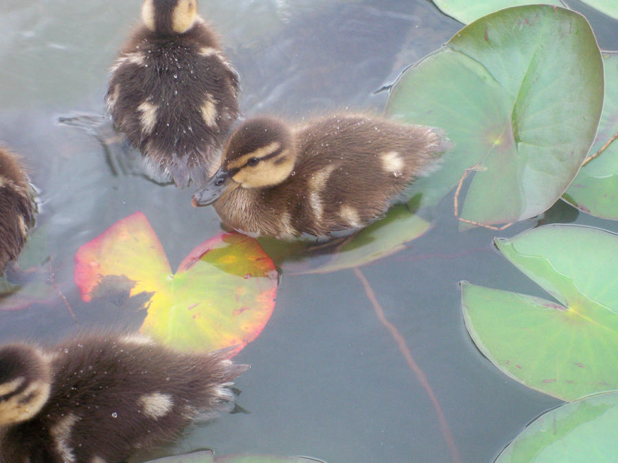 Duckling Closeup