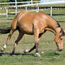 Warmblood 10