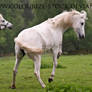 Grey Mare 8