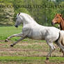 Grey Mare 9