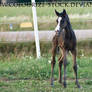 WB Filly 1