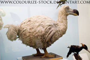 Bird Stock 8 by Colourize-Stock