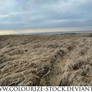 Landscape Stock 56
