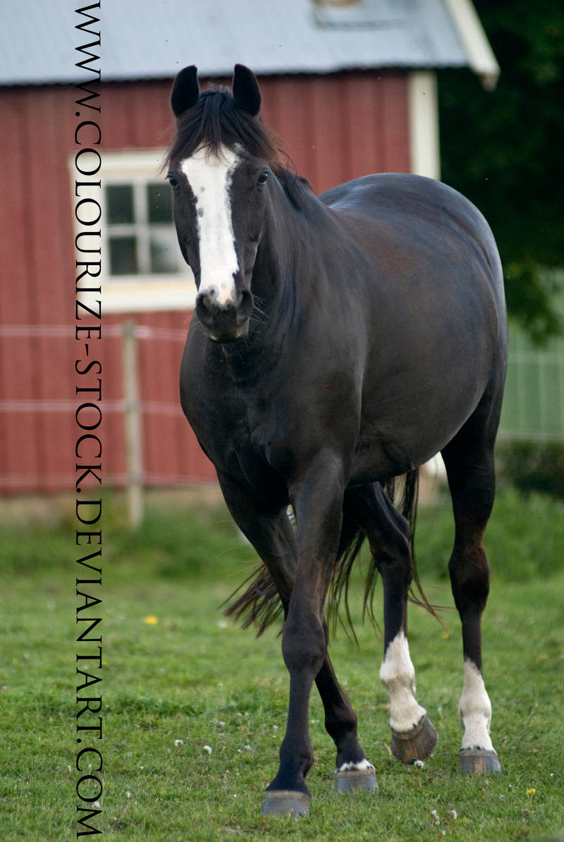 warmblood_stock_23_by_colourize_stock_d2