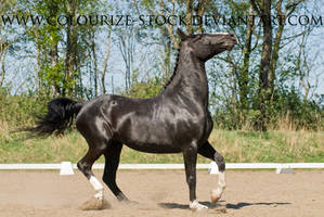 Warmblood Stock 24