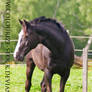 Warmblood Stock 30