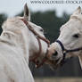 Playing horses stock1