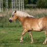 Haflinger Stock 8