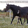 Mare and Foal Stock 1
