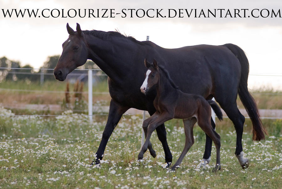 Mare and Foal Stock 1