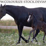 Mare and Foal Stock 2