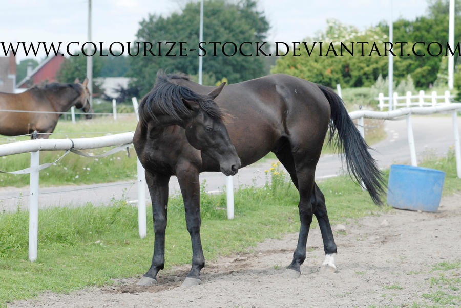 Standardbred 17 by Colourize-Stock