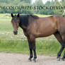 Standardbred 18