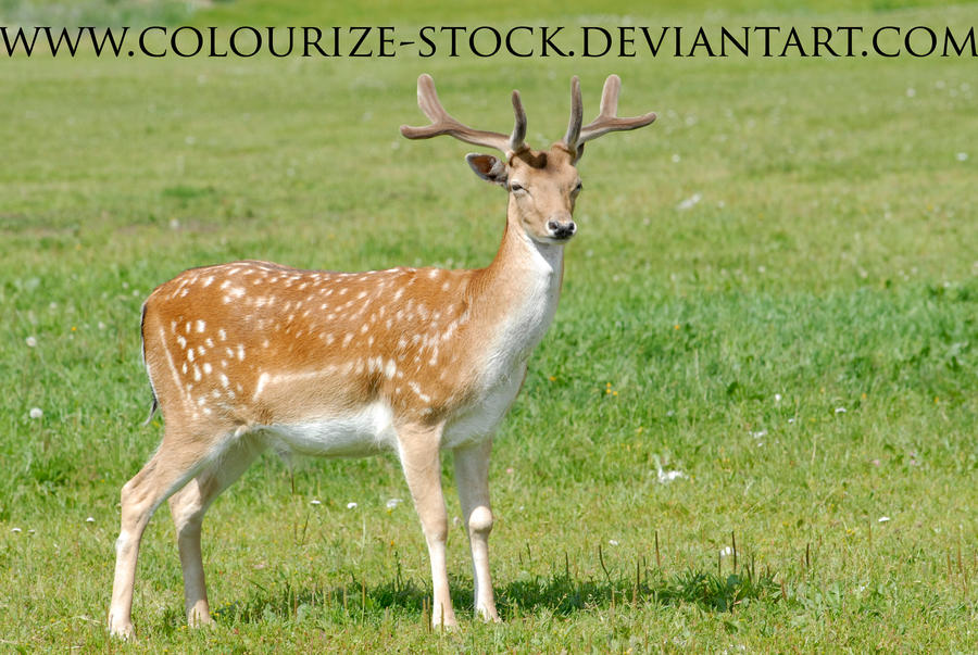 Deer Stock 1