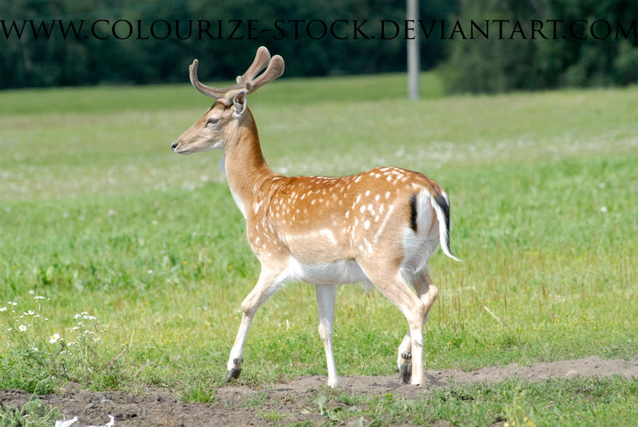 Deer Stock 3