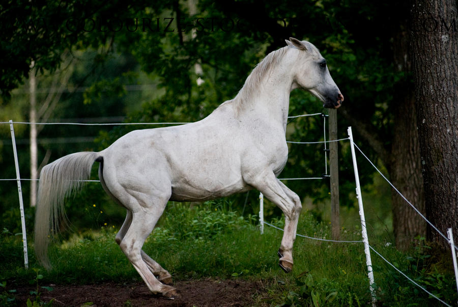 Arabian 30 By Colourize Stock On DeviantArt Arabian 30 by colourize stock on deviantart