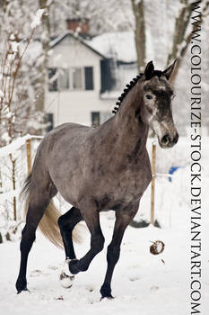 Warmblood 41