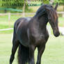 Friesian 1