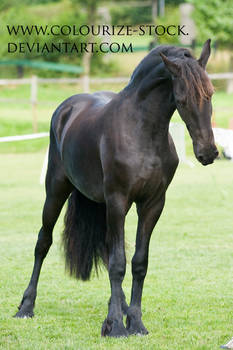 Friesian 1