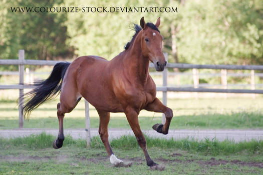 Standardbred 26