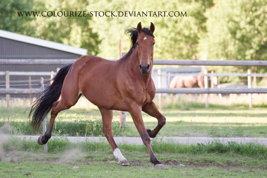 Standardbred 27