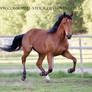 Standardbred 28