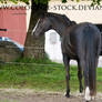 Warmblood 51