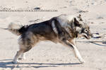 Dog 2 by Colourize-Stock