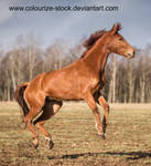 Warmblood 65 by Colourize-Stock