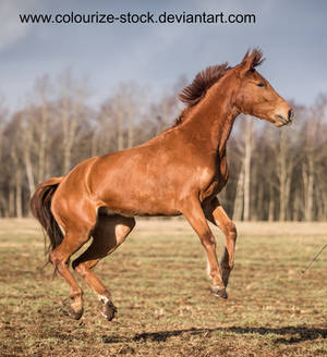 Warmblood 65