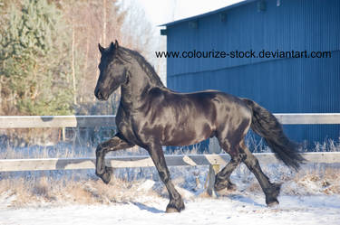 Friesian 12