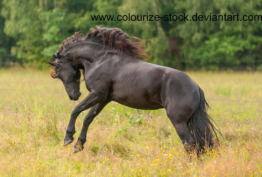 Friesian 15