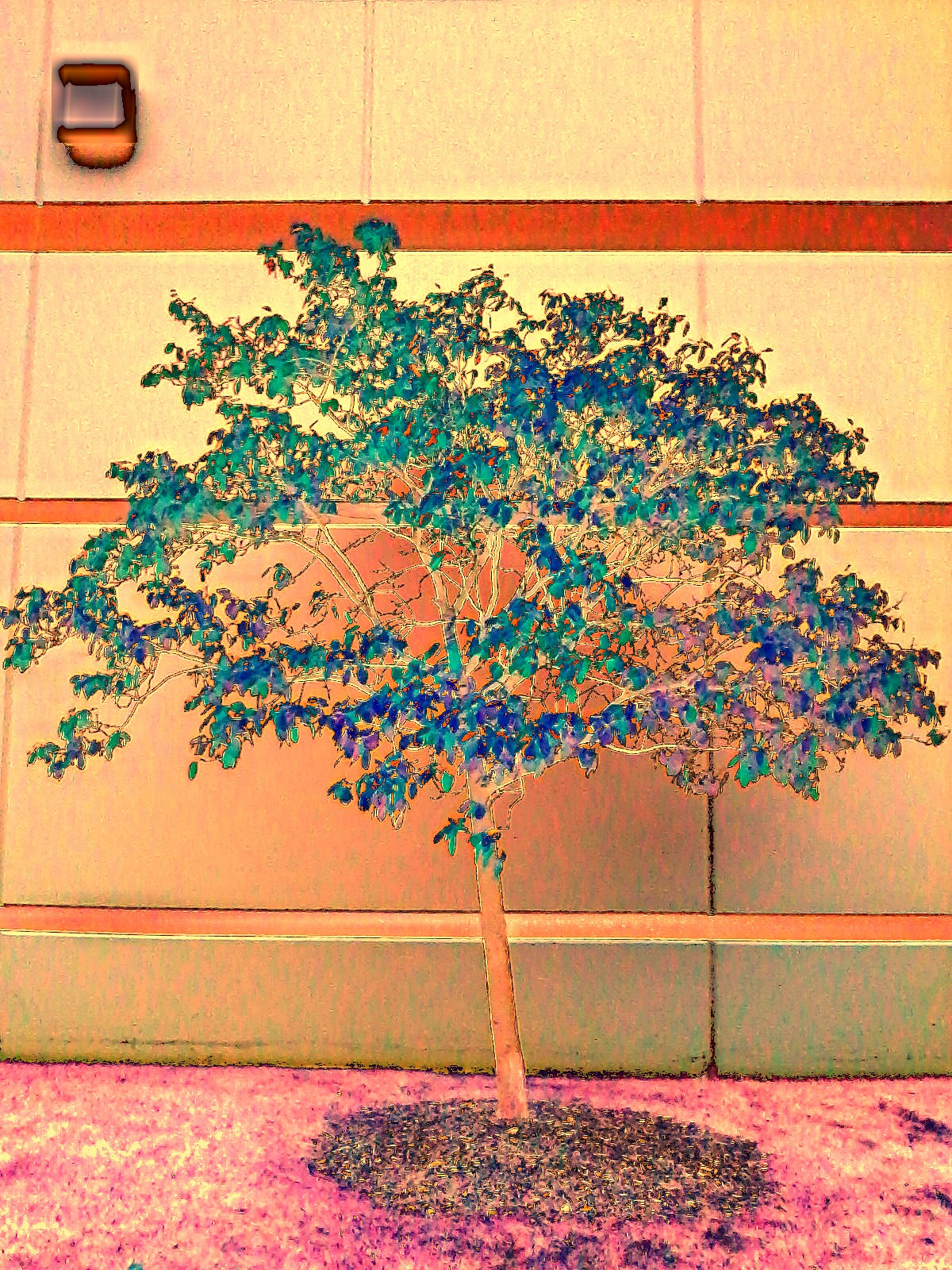 Neon Tree