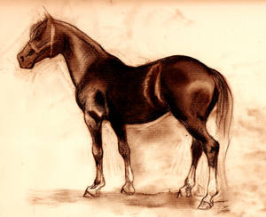 Horsesketch-sm