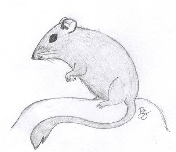 Kangaroo Rat By Merlethrider On Deviantart