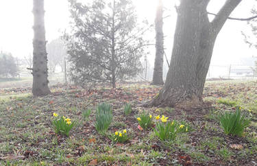 Daffodils End of March 2020