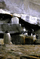 Penguins