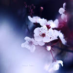 Disquiet by Borboletra