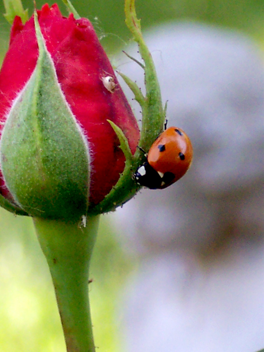 Lady Bug, No. 02