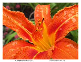 Pictures of Lily by Shirimasen