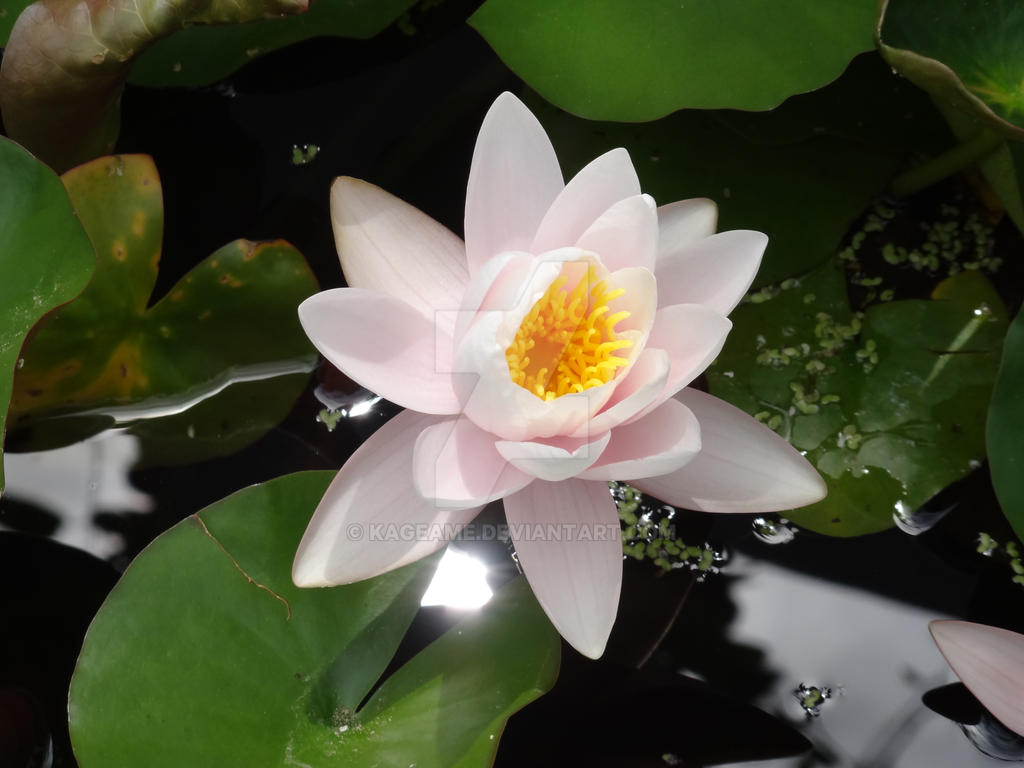 Lotus blossom