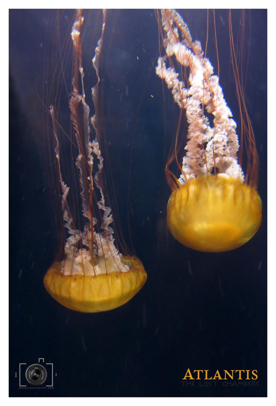 Jellyfish Yellow Atlantis