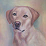 Labrador Portrait