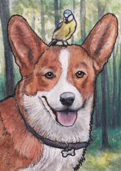 Happy Corgi [ACEO] - with a surprise!