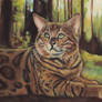 Bengal cat
