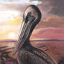 Peruvian Pelican