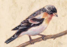 Brambling