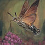 Hummingbird Hawk Moth